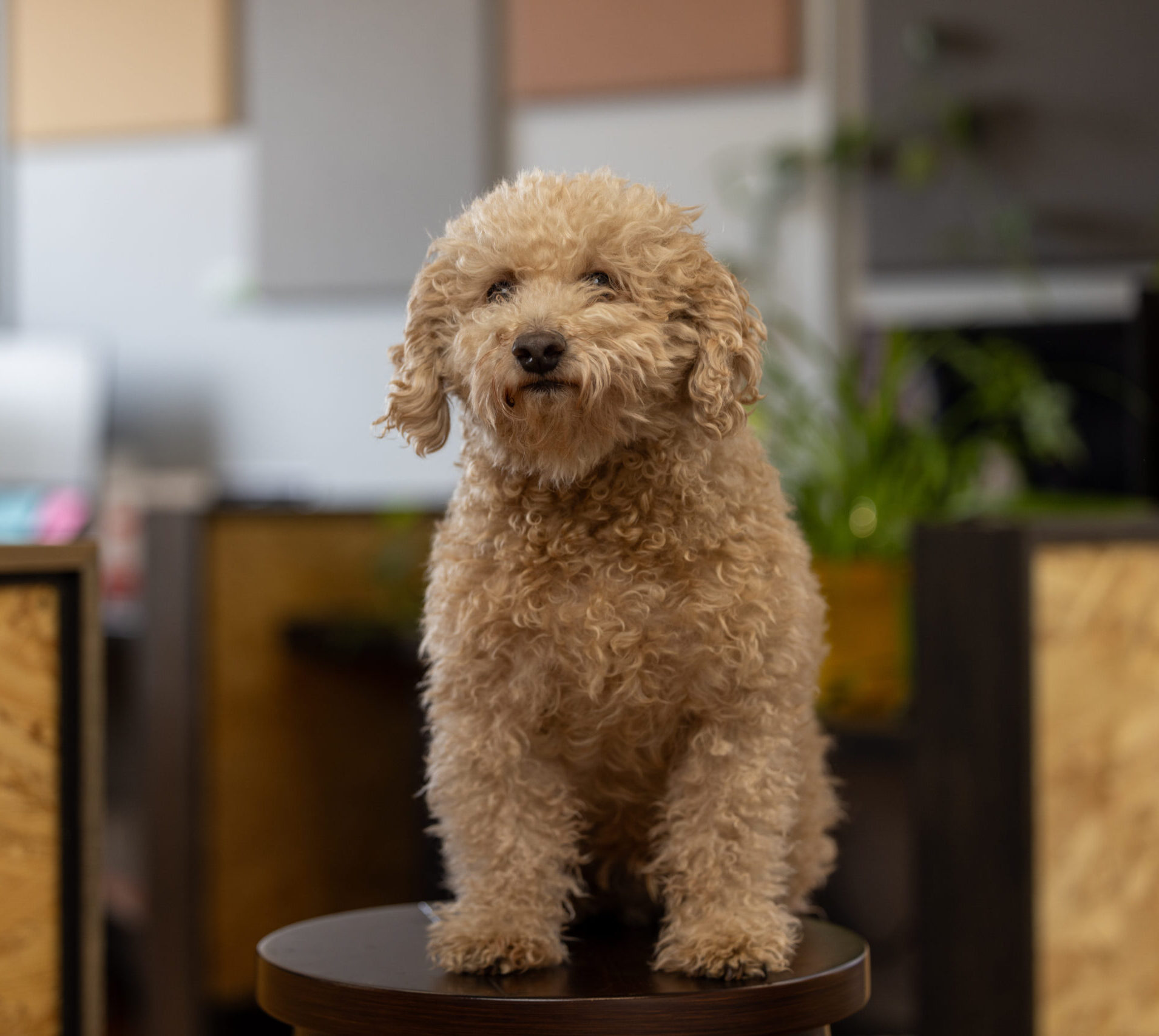A miniature golden doodle perched on a stool facing the camera in an office setting